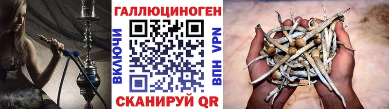 Галлюциногенные грибы Psilocybine cubensis Судогда